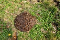 cow-poop-green-meadow-animal-dung-close-up-brown-160888605